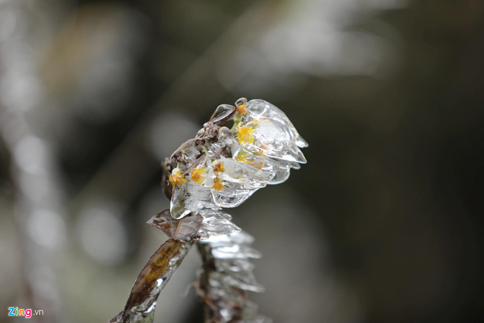 Cận cảnh băng giá kỳ thú ở Sa Pa